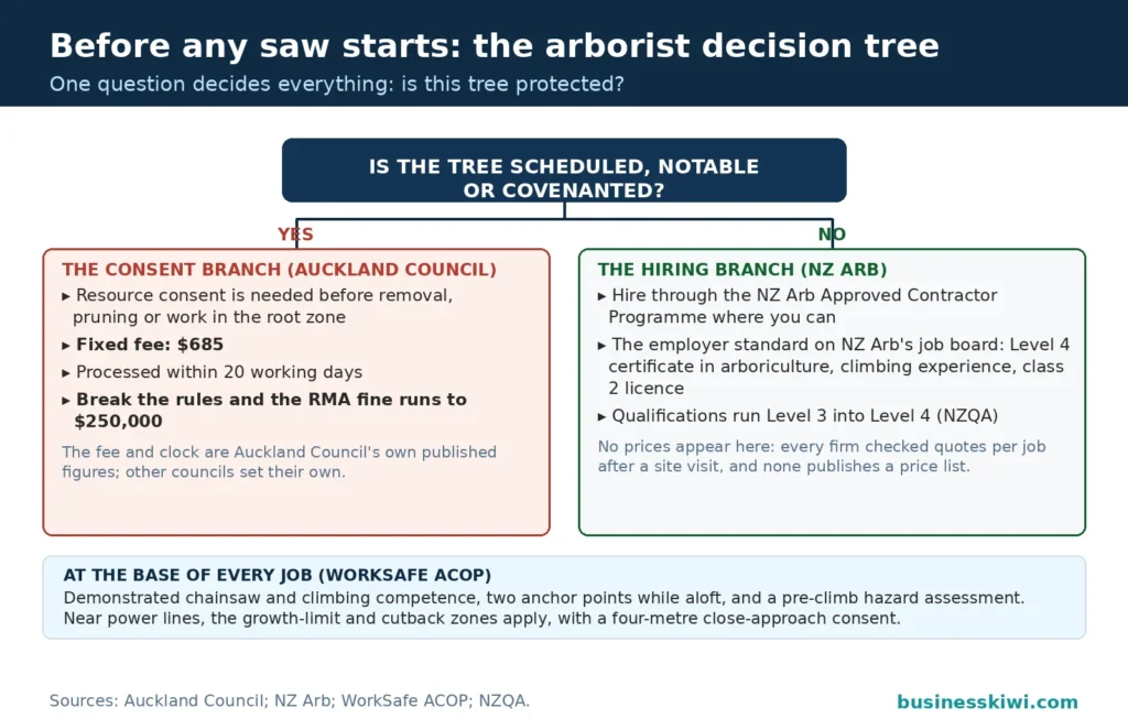 Decision tree for tree work: if the tree is scheduled, notable or covenanted, the consent branch applies with Auckland Council's $685 fixed fee, 20 working days and the $250,000 RMA fine; if not, the hiring branch applies with NZ Arb Approved Contractors and the Level 4 certificate standard, with WorkSafe safety points at the base