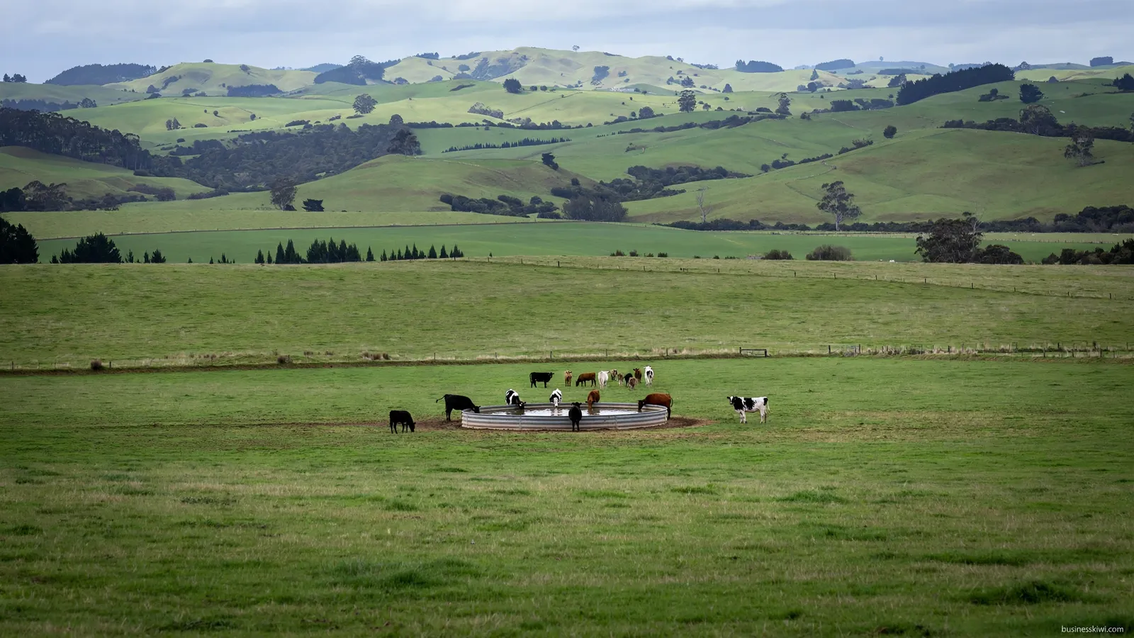Cattle drinking from a trough
