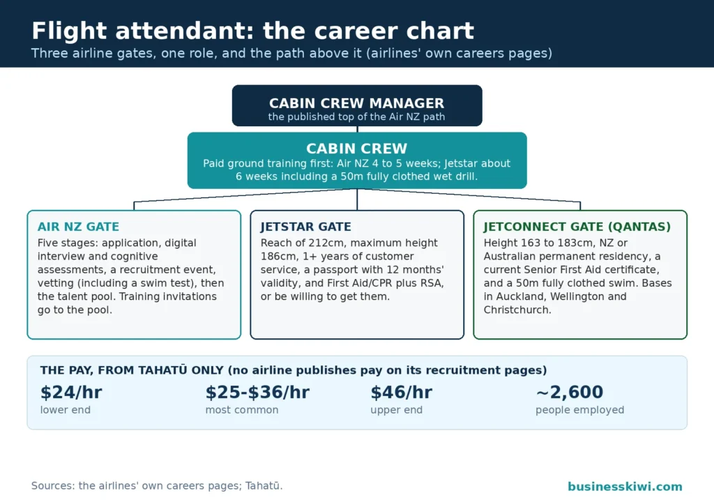 Career chart for flight attendants: three airline entry gates (Air NZ's five stages, Jetstar's reach and experience criteria, Jetconnect's height and first aid criteria) feeding the cabin crew role after paid ground training, progressing to cabin crew manager, with Tahatū pay of $24 to $46 an hour