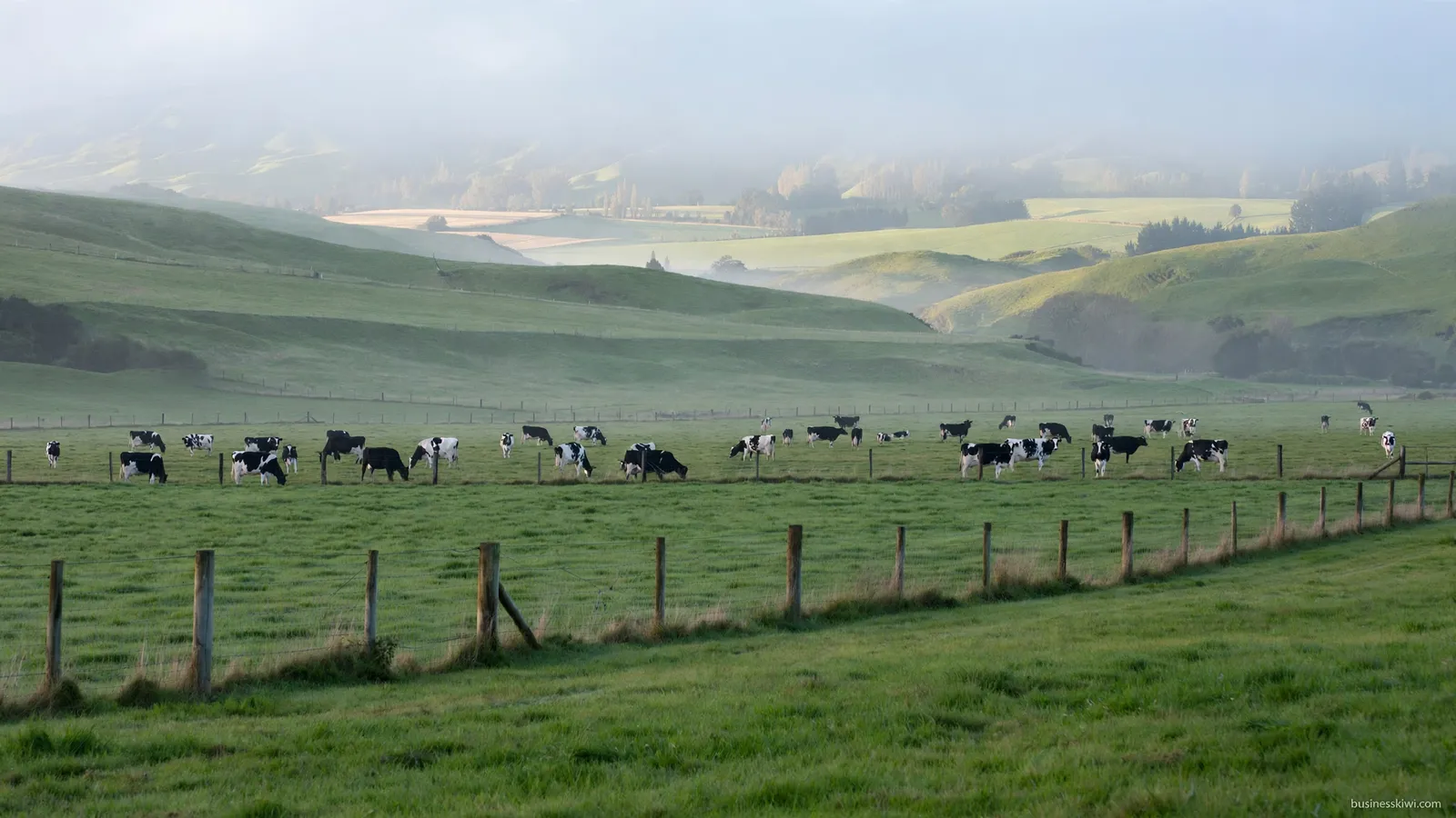 Dairy cows in a paddock